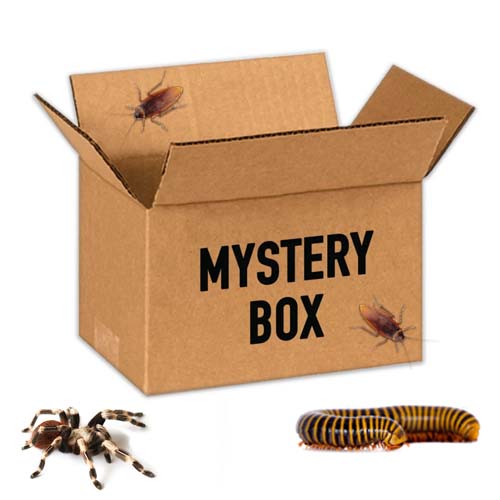 Mystery Box - The Spider Shop