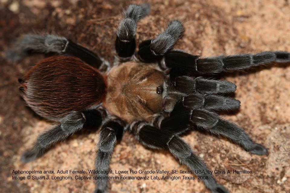 Aphonopelma anax - The Spider Shop