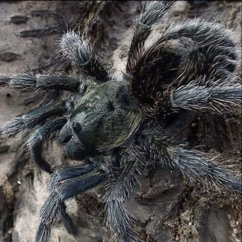 Euathlus manicata black