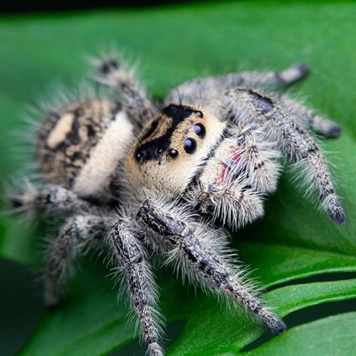 Phidippus regius - The Spider Shop