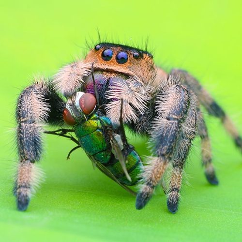 Phidippus regius - The Spider Shop