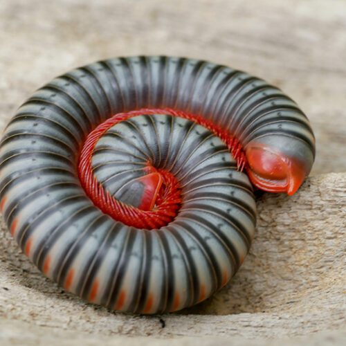 Millipedes