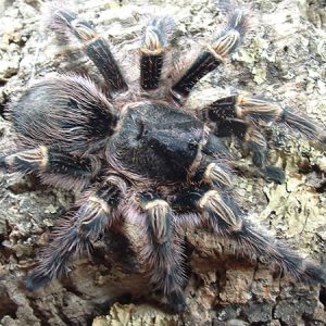 Grammostola pulchripes - The Spider Shop