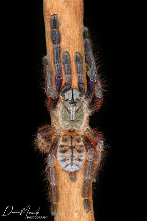 Phormingochilus everetti