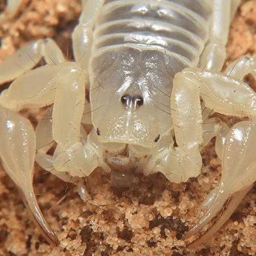 Paruroctonus baergi