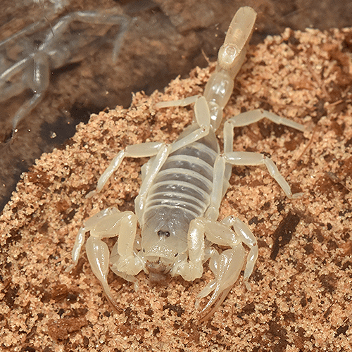 Paruroctonus baergi - Image 2