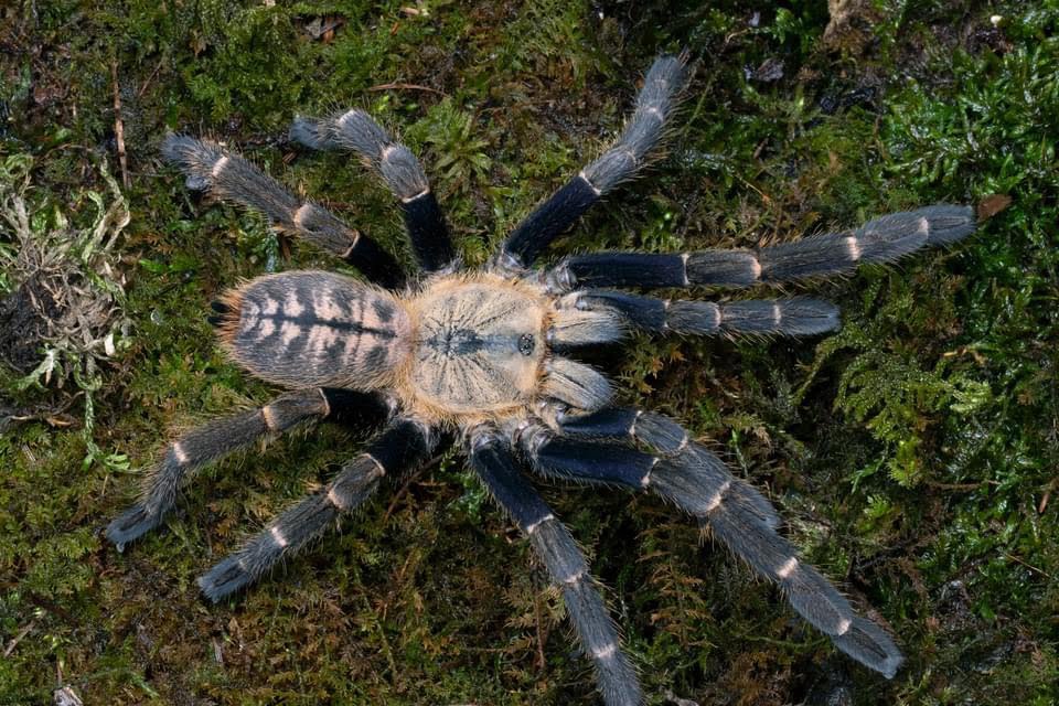 Haplopelma robustum