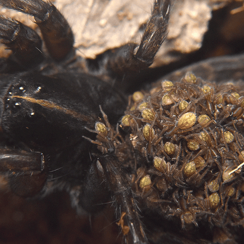 Tigrosa huelo