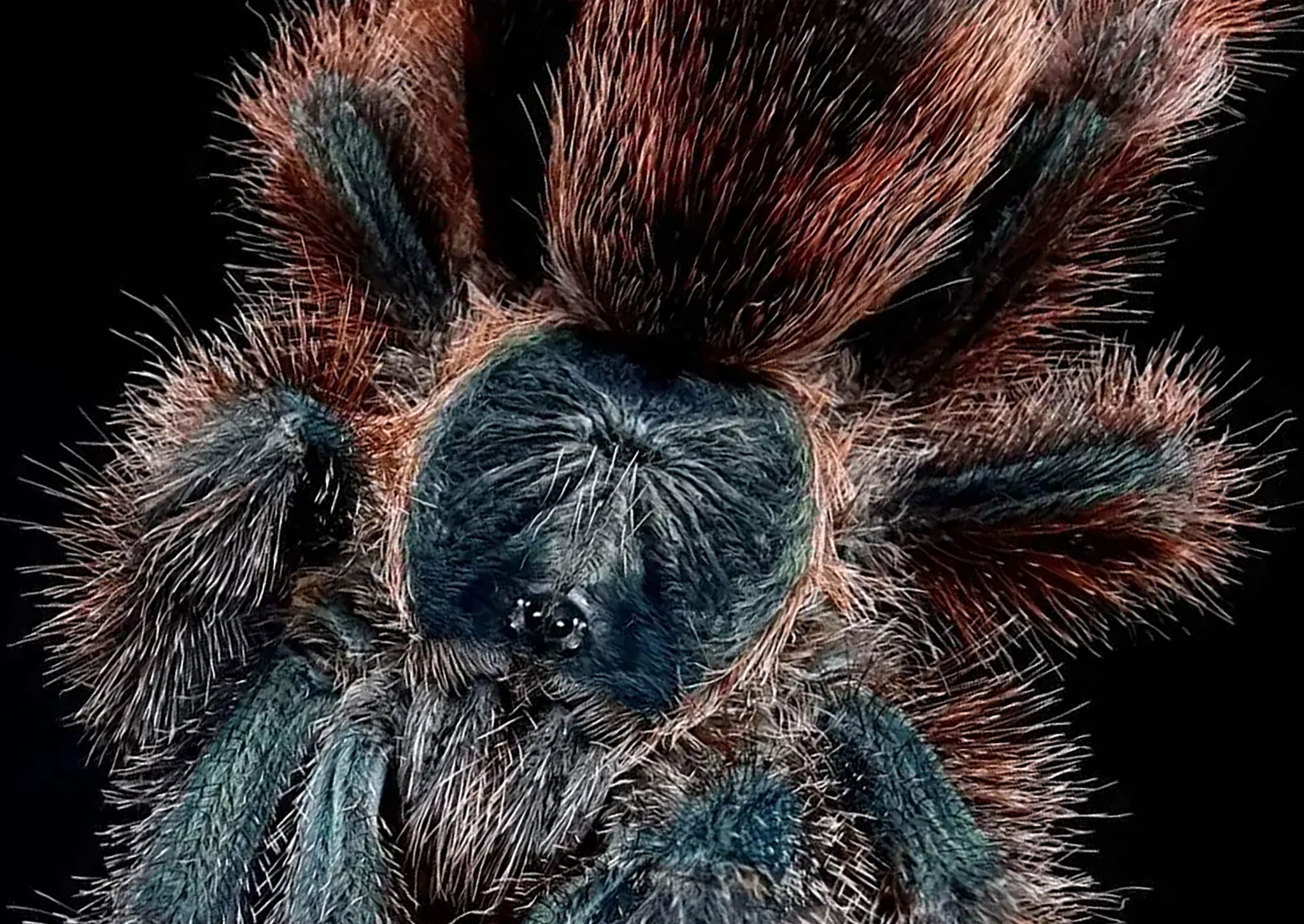 Avicularia braunshauseni