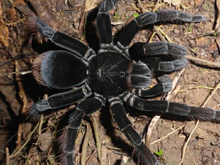 Pamphobeteus sp. "Arana polito"