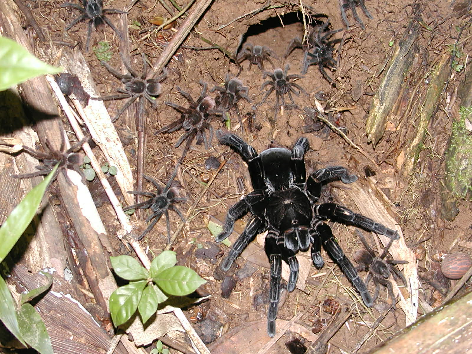 Pamphobeteus sp. "Arana polito" - Image 2