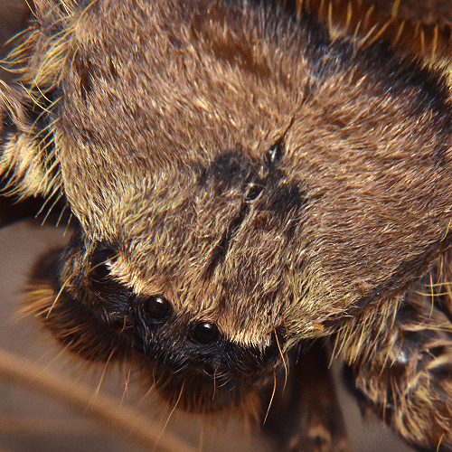 Barylestis scutatus - Image 3