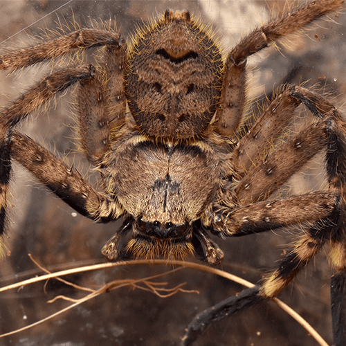 Barylestis scutatus