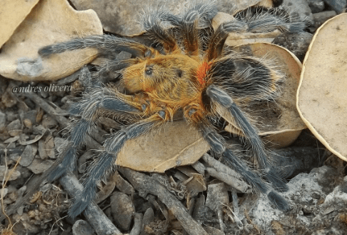 Euathlus sp. "Fuego"