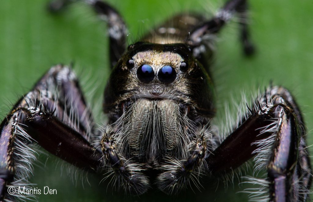 Hyllus diardi - The Spider Shop