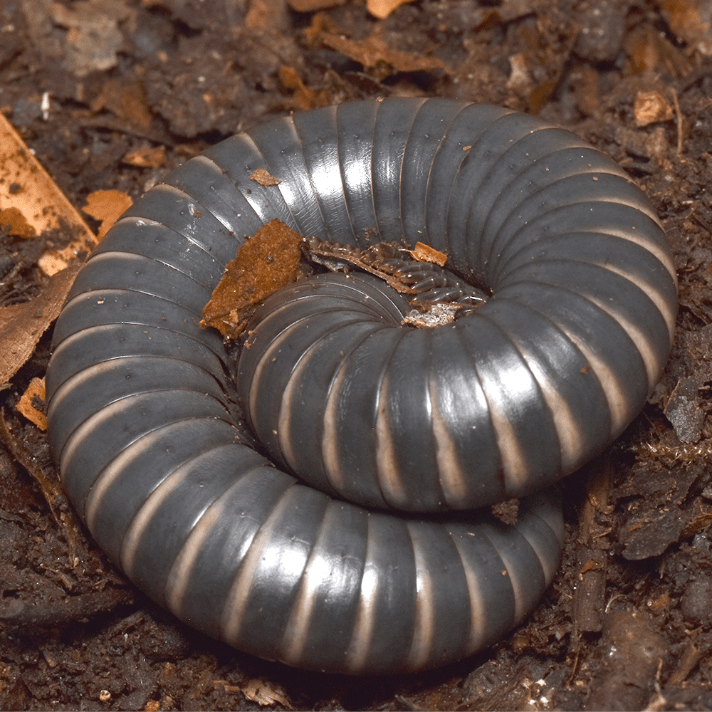Spirotreptida sp. "Silver"