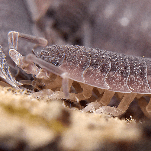 Porcellio echinatus
