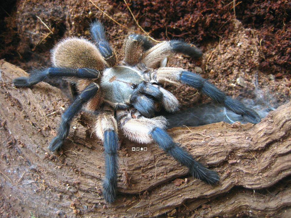 Spider island. Monocentropus balfouri. Monocentropus balfouri паук. Monocentropus longimanus. Кокосовый паук Тарантул.
