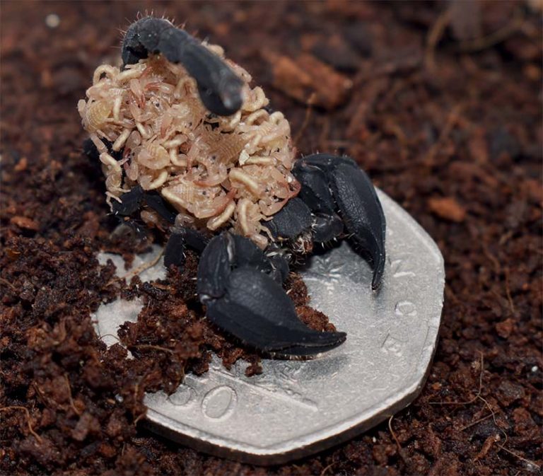 Chaerilus sp. "Java" The Spider Shop