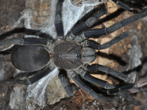 Chilobrachys sp. "Saraburi"