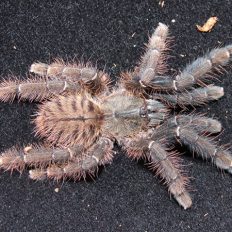 Omothymus schioedtei - The Spider Shop