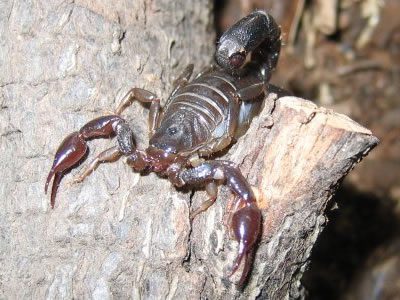 Caraboctonus keyserlingi