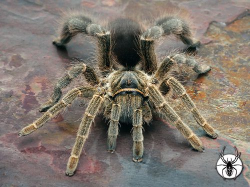 Eucratoscelus pachypus