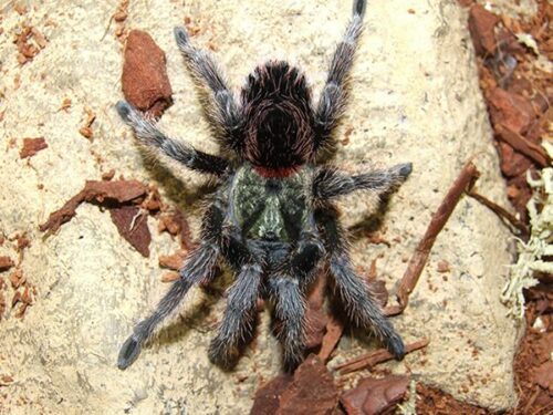 Euathlus manicata green