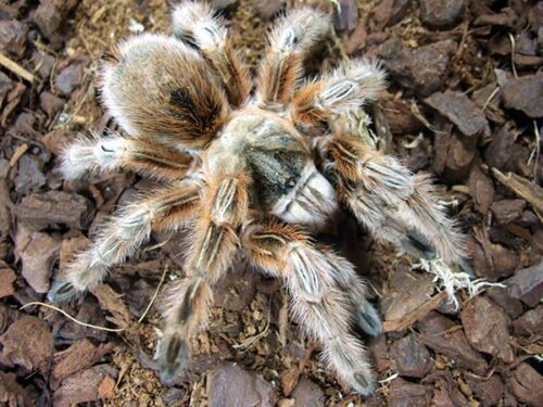 Grammostola sp. "Concepicon"