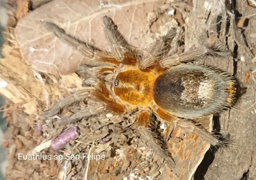 Euathlus sp. "San Phillipe"