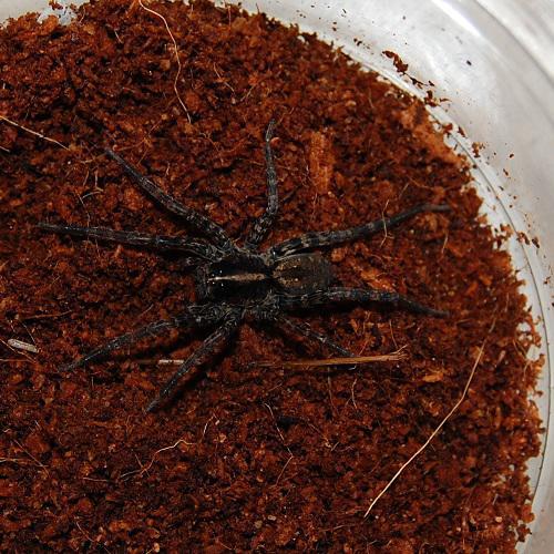 Tigrosa huelo - Image 2