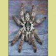 Buy Togo Starburst or H. Maculata Tarantula Fine Art Print by