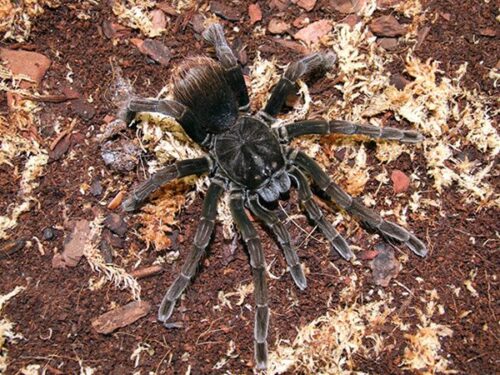 Pamphobeteus sp. "Araña Pollito"