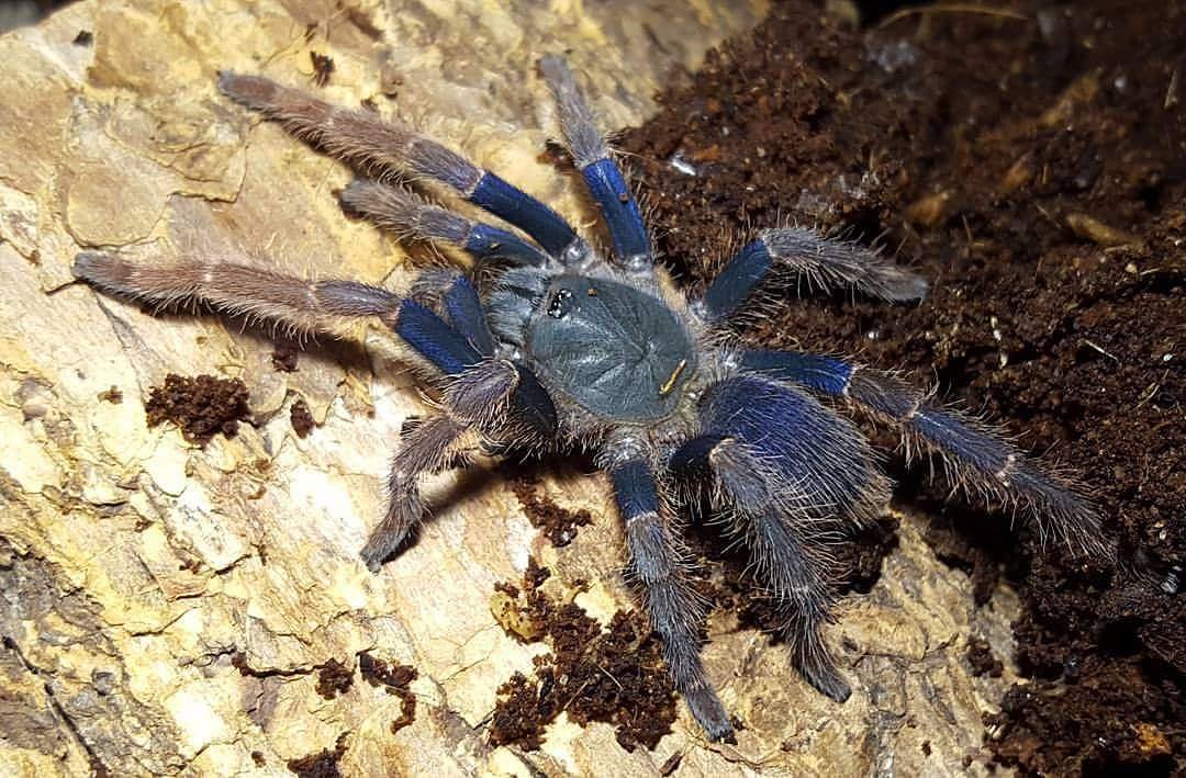Psednocnemis brachyramosa
