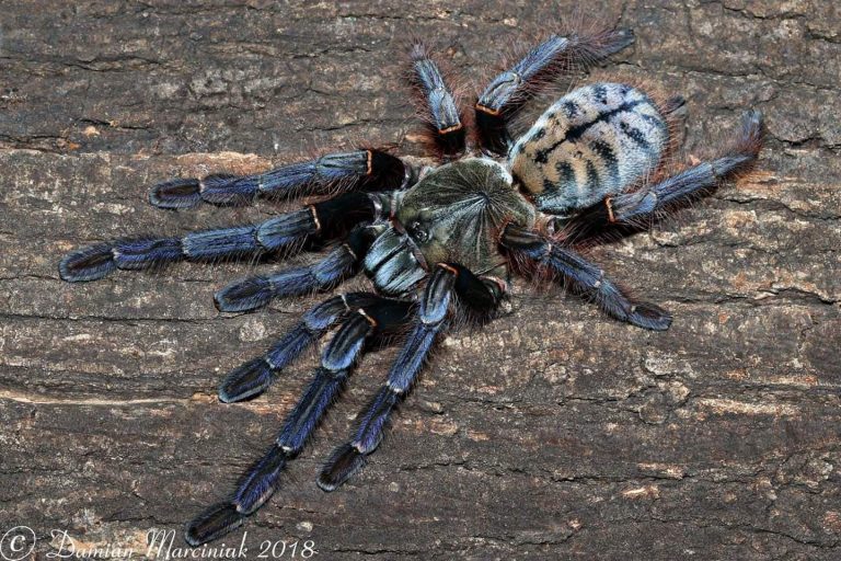 Phormingochilus sp. 