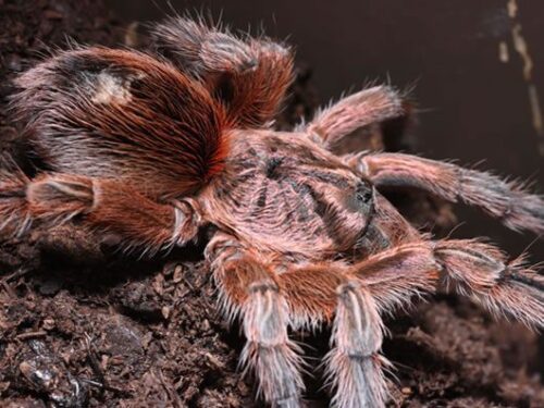 Paraphysa scrofa - Image 4