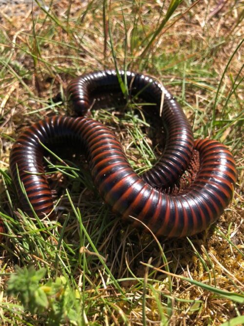 Pelmatojulus sp. "Nigeria"