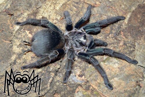 Phormictopus sp.  "Green/Gold"