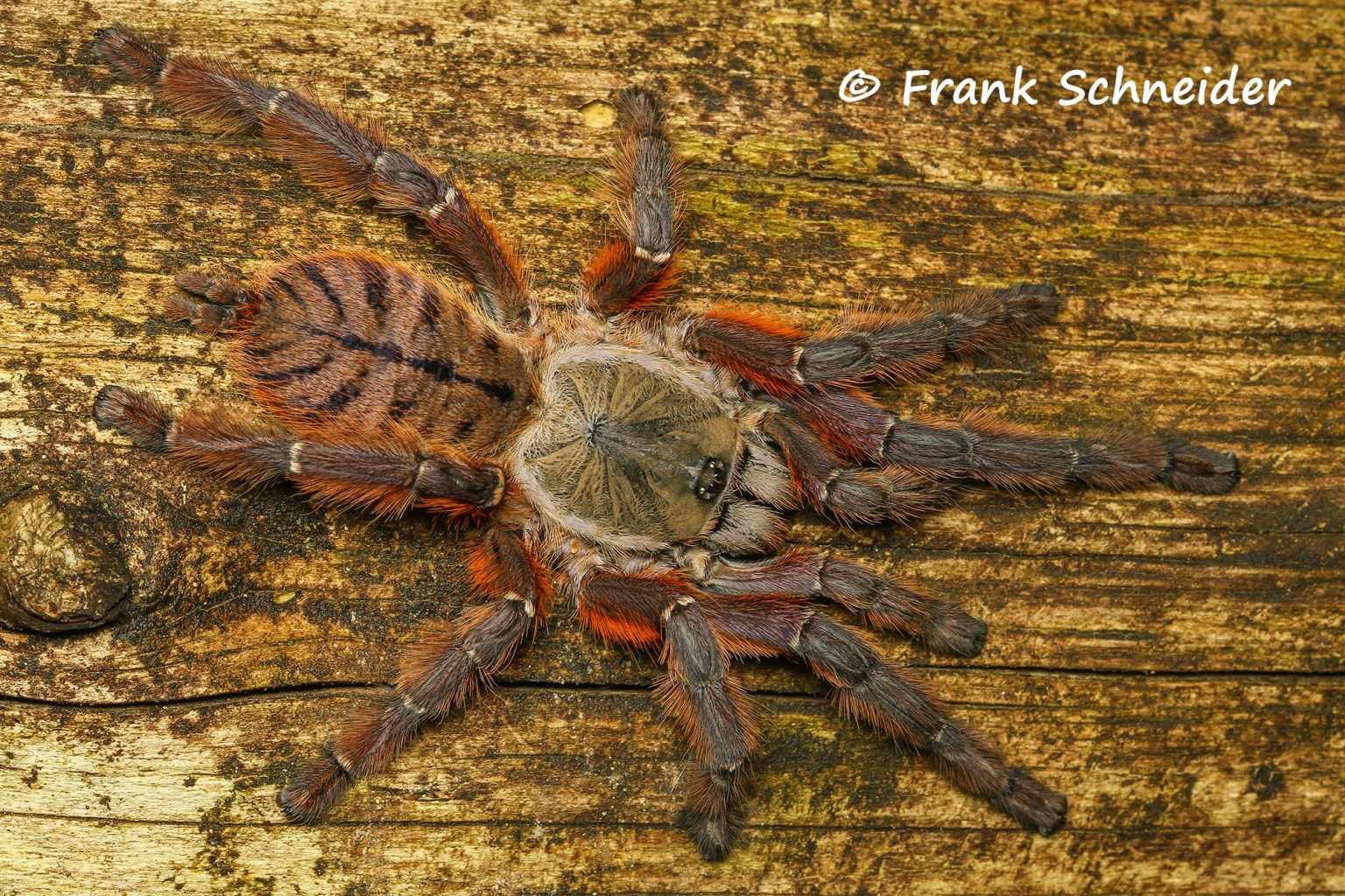 Phormingochilus sp. rufus - The Spider Shop