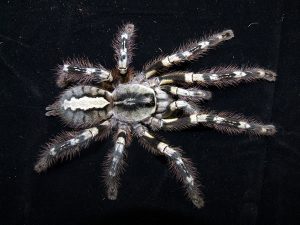 Poecilotheria striata - The Spider Shop