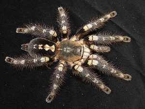 Poecilotheria subfusca - The Spider Shop