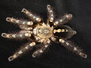 Poecilotheria subfusca - The Spider Shop