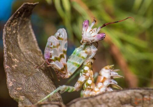 Muchos Mantis (x5)