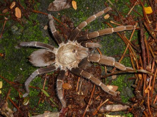 Pseudohaplopus sp. "Kurzhaar"