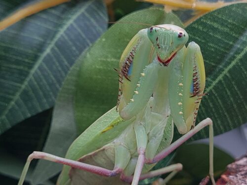 Sphodromantis aurea