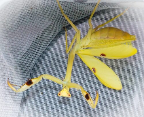 Stagmatoptera femoralis