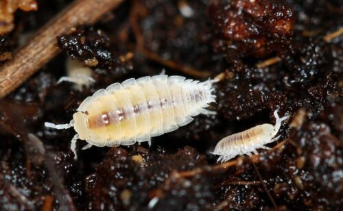 Trichorhina tomentosa