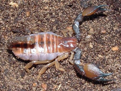 Opistophthalmus carinatus
