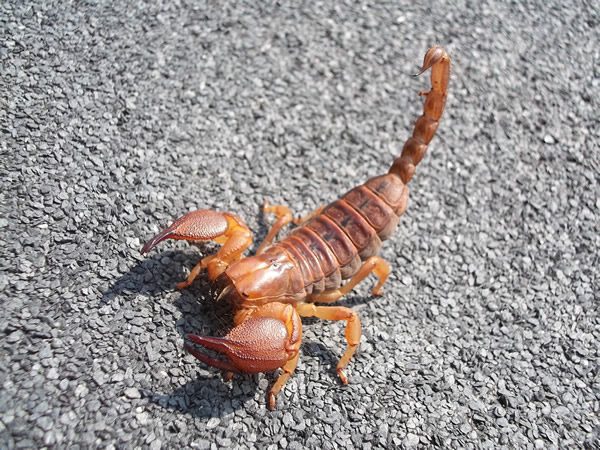 Opistophthalmus whalbergi