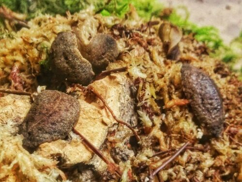 Veronicellidae sp. "Nigeria"